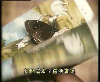蝴蝶飞进家里 1967年農曆